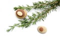 Rosemary herb with pebbles Royalty Free Stock Photo