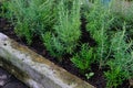 rosemary herb plant growing in garden Royalty Free Stock Photo