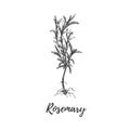 Rosemary herb with roots. Botanical illustration