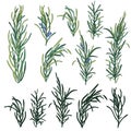 Rosemary herb set