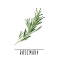 Rosemary herb and spice vector illustration.