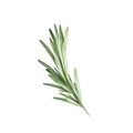 Rosemary herb spice. Vector illustration rosemary