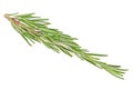 Rosemary herb spice, white background Royalty Free Stock Photo
