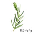 Rosemary herb watercolor isolated on white background Royalty Free Stock Photo