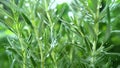 Rosemary Herb Watered with Rain in Macro and Slow Motion 1000fps