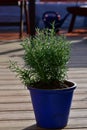 rosemary Herbs in Pot Urban spring garden Royalty Free Stock Photo