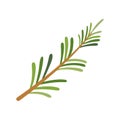 Rosemary icon. Herbs and spices