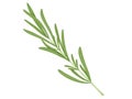 Rosemary. Illustration leaves spice. Aromatic herbs for aromatization and decoration.