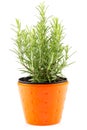 rosemary inside a black pot