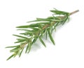 Rosemary isolated Royalty Free Stock Photo