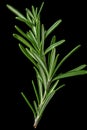 Rosemary isolated on black background. Ai Generative