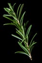 Rosemary isolated on black background. Ai Generative