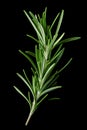 Rosemary isolated on black background. Ai Generative