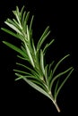 Rosemary isolated on black background. Ai Generative