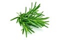 Rosemary isolated Royalty Free Stock Photo