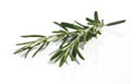 Rosemary isolated on white