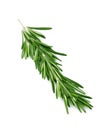 Rosemary isolated on white Royalty Free Stock Photo