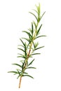 Rosemary Leaf Herbal is Spices Isolated over White Background, Fresh Rosemary Herb for cooking and medicine isolated on Royalty Free Stock Photo