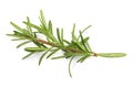 Rosemary leaf herbal is spices isolated on a white background