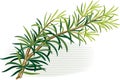 Rosemary, white background.