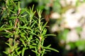 Rosemary leaves