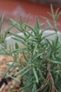 Rosemary leaves