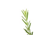 Rosemary leaves twing isolated in white background mediteranea herb Royalty Free Stock Photo