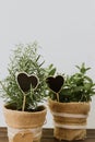 Rosemary and mint herbs in burlap pot Royalty Free Stock Photo