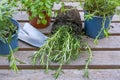 Rosemary, other herbs and a shovel on a gray outdoor table prepared for planting in the kitchen garden or on the balcony, spring Royalty Free Stock Photo