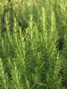 Rosemary plant