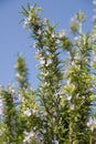 Rosemary plant