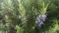 Rosemary plant in bloom Royalty Free Stock Photo