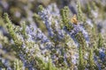 Rosemary plant closeup