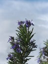 Rosemary plant with flowers against the sky . Tuscany, Italy