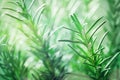 Rosemary plant in the garden. Culinary aromatic herb