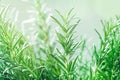 Rosemary plant in the garden. Culinary aromatic herb