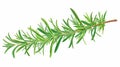 A rosemary plant with green leaves isolated on white background. Aromatic herbs used in cooking food. Rosemary sprig Royalty Free Stock Photo