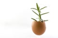 Rosemary plant growing in an egg shell with soil. Isolated spring metaphor Royalty Free Stock Photo