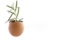 Rosemary plant growing in an egg shell with soil. Isolated spring metaphor Royalty Free Stock Photo