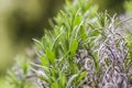 Rosemary plant herb blooming in a garden. Royalty Free Stock Photo