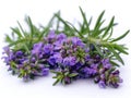 Rosemary plant for medicine, cooking and the beauty industry, fragrant medicinal plant