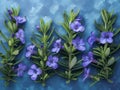 Rosemary plant for medicine, cooking and the beauty industry, fragrant medicinal plant