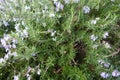 Rosemary plant with purple flowers in the garden, close-up Royalty Free Stock Photo