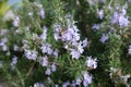 Rosemary plant with purple flowers in the garden, close-up Royalty Free Stock Photo