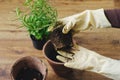 Rosemary plant with roots and soil in hands in gloves on background of empty pot and fresh green basil plant on wooden floor.