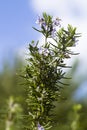 Rosemary plant (Rosmarinus officinalis)