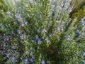 Rosemary plant Rosmarinus officinalis blossoming with fragrant Royalty Free Stock Photo