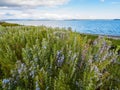 Rosemary plant Rosmarinus officinalis blossoming with fragrant Royalty Free Stock Photo