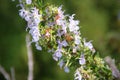 Rosemary plant Rosmarinus officinalis flowers, macro close up. Royalty Free Stock Photo