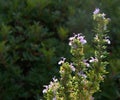 Rosemary plant Rosmarinus officinalis flowers Royalty Free Stock Photo